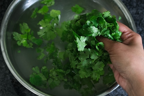 Washed cilantro leaves