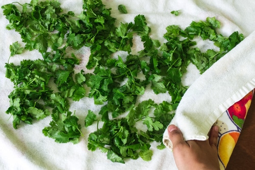 pat dry the cilantro leaves using kitchen towel
