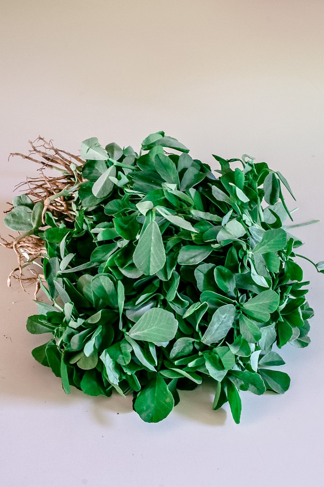 bundle of methi leaves or fenugreek leaves