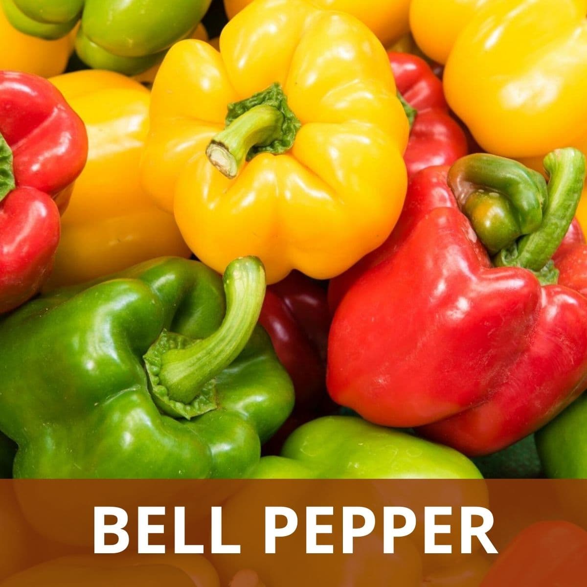Bell Peppers