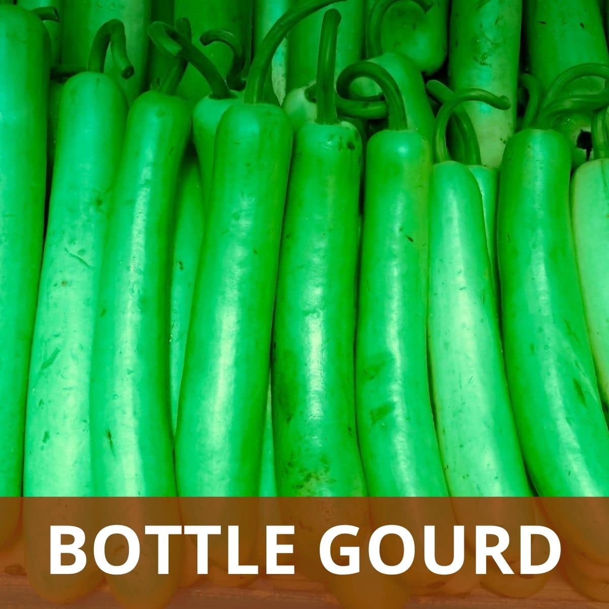 Bottle Gourd