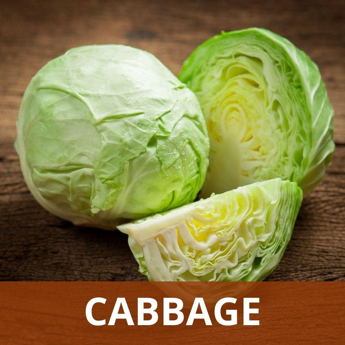 Cabbage