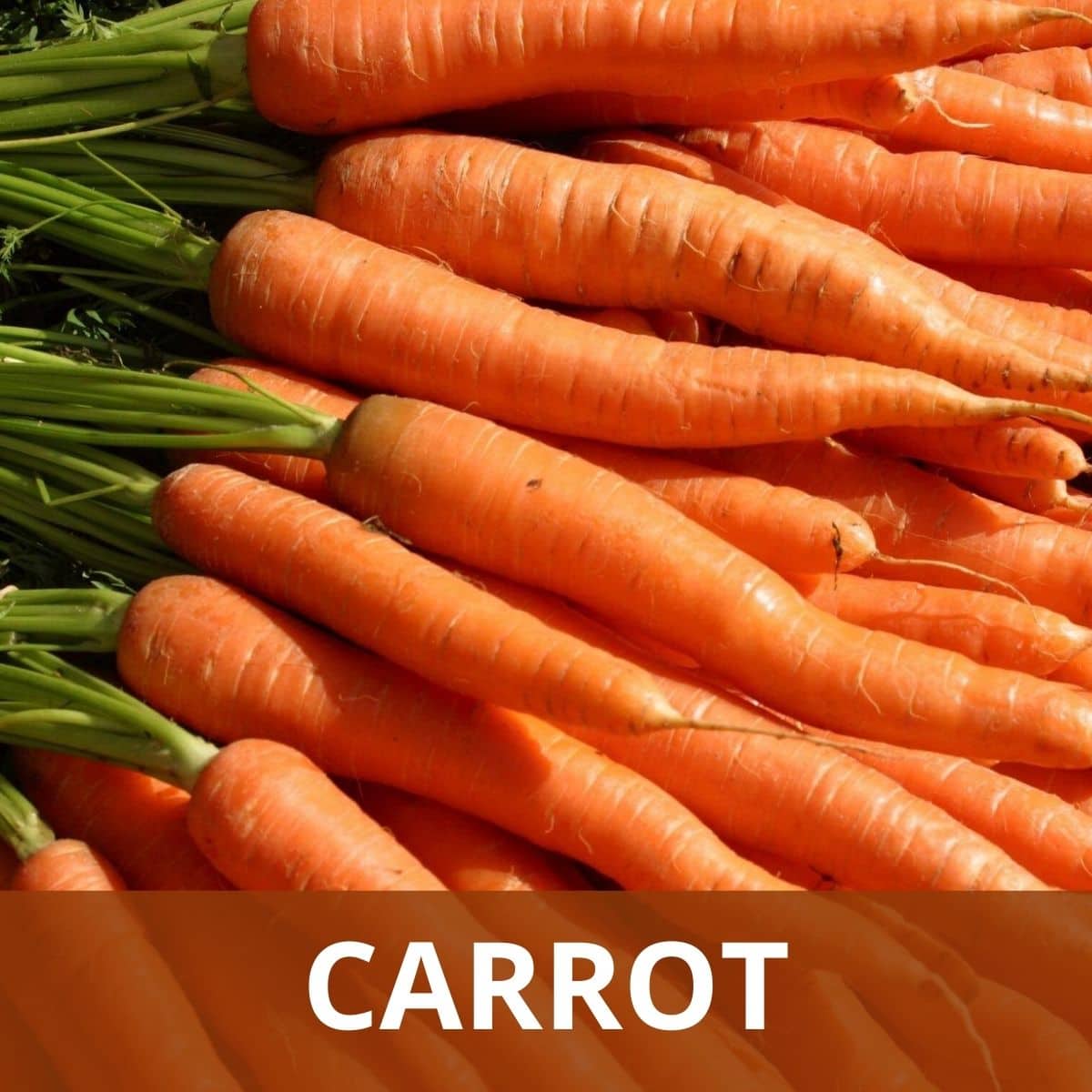 Carrot