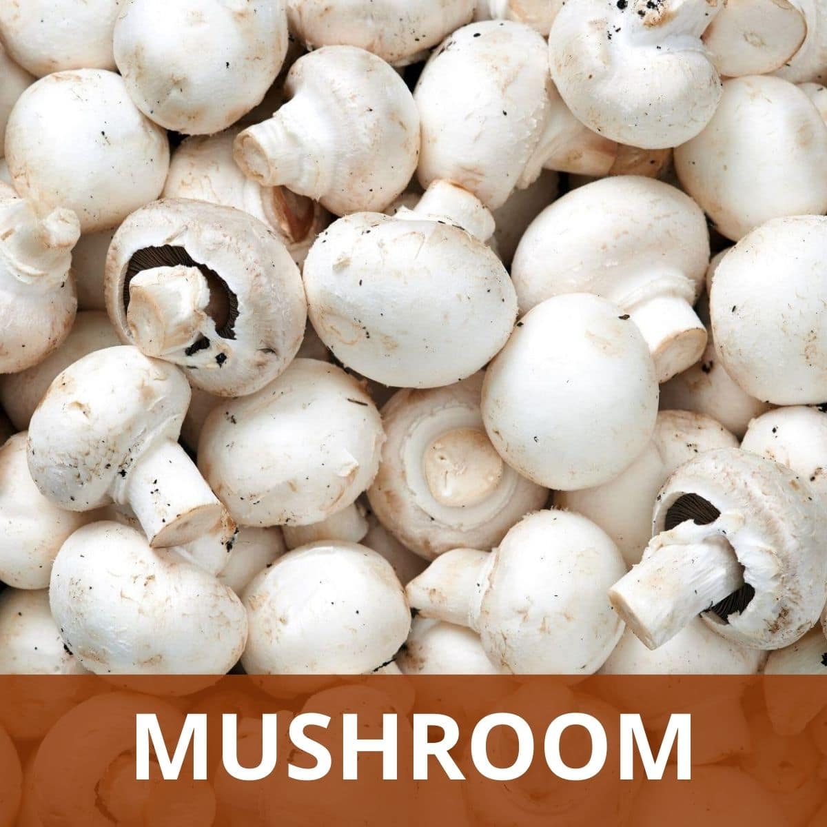 Mushroom