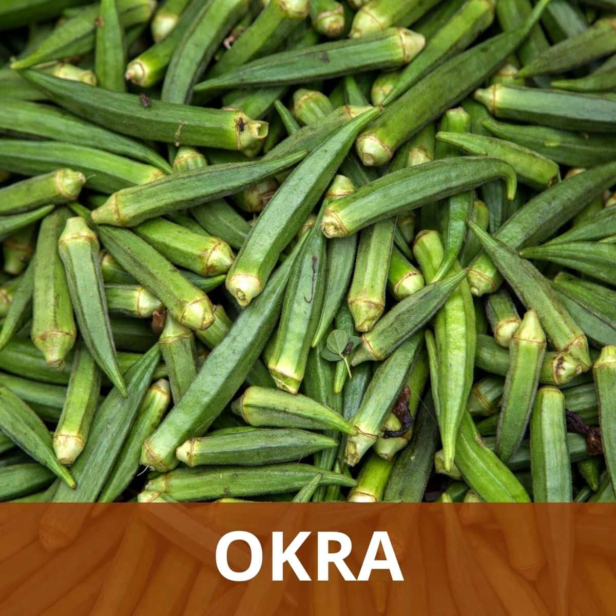 Okra
