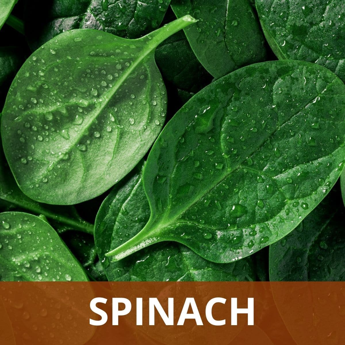 Spinach