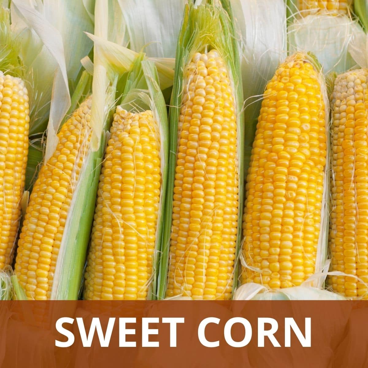 Sweet Corn