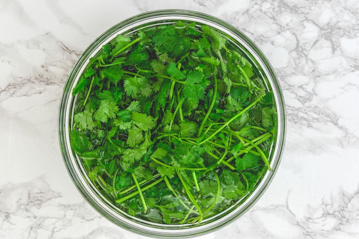 Cilantro in a bowl of water for cleaning.